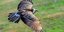 Hildesheimer Jogger warnt vor Bussard-Attacken