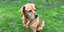 An kaum einem Ort ist es so teuer wie hier: Hildesheims Hundesteuer liegt weit über dem Durchschnitt
