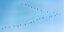 Bitte zählen: Kraniche am Himmel über dem Landkreis Hildesheim