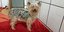 Yorkshire Terrier irrt zwölf Tage durch Himmelsthür