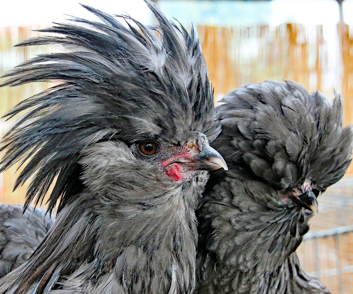 Geflügel Börse für Jungtiere Hildesheimer Allgemeine
