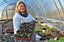 Titel: Sabine Abbetmeier Sibbesse Tomaten Zucht Beschreibung: