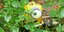 Hingucker: Bee Do Bee Do!
