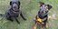 Tierheim-Insassen auf der Suche nach einer neuen Familie: Hildesheimer Hunde beim Bark Date in Hannover