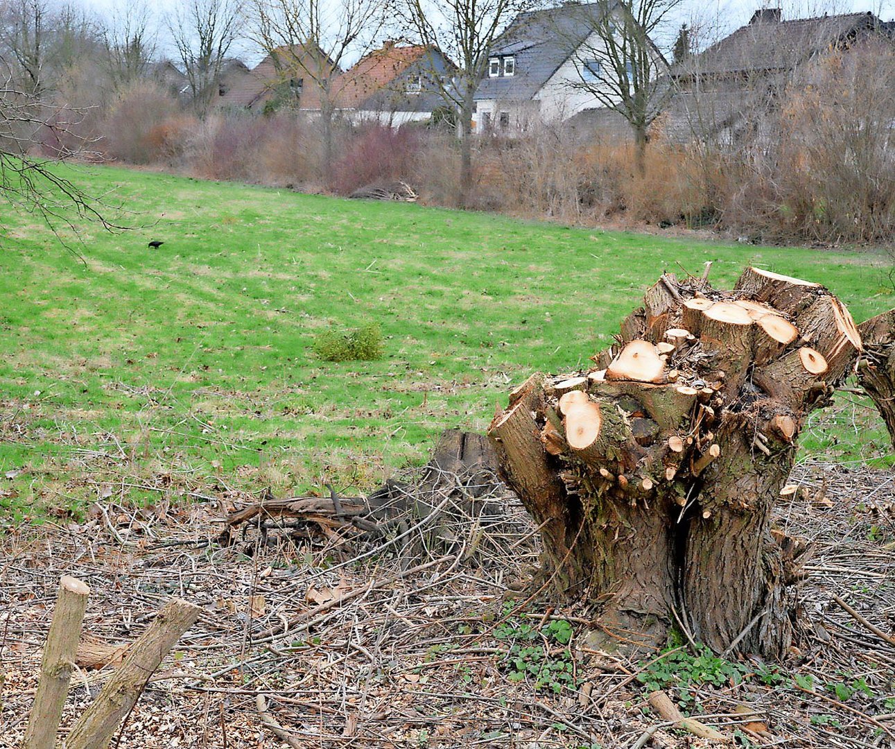 Bockenem setzt auf mehr Natur Hildesheimer Allgemeine