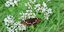 Hingucker-Favorit der HAZ-Leser: Guck mal, ein Schmetterling!