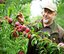 Titel: Klaus Hahne auf seiner Obstplantage Beschreibung: