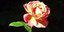 Hingucker: Eine Rose wie bei Vincent van Gogh