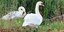 Hingucker: Der Adel der Tiere