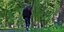 Faustschläge auf Hildesheimer Marienfriedhof: Hat ein 22-Jähriger einen Mann ausgeraubt?