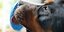 „Schlecken macht den Hund glücklich“: Wo es in der Region Eis für Hunde gibt und wie man es selbst herstellt