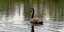 Nach komplizierter Rettung in Rössing: Schwan ist gesichert – Freilassung soll zeitnah passieren