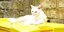 Hingucker: Grimmige Domkatze