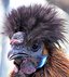 Titel:  Beschreibung: Sehr markant: ein wildfarbiges Seidenhuhn mit Schopf.