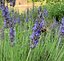 Titel: Garten Lavendel Biene Beschreibung: