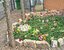Titel: Gedenken Blumen Tatort Messerstecher Hotel ARIS Sarstedt Beschreibung: