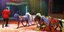Zirkus Arena kommt nach Hildesheim auf den Volksfestplatz