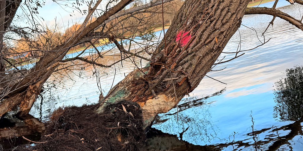 Beavers at Hildesheim's Hohnsensee lake: How the city is reacting - | ...