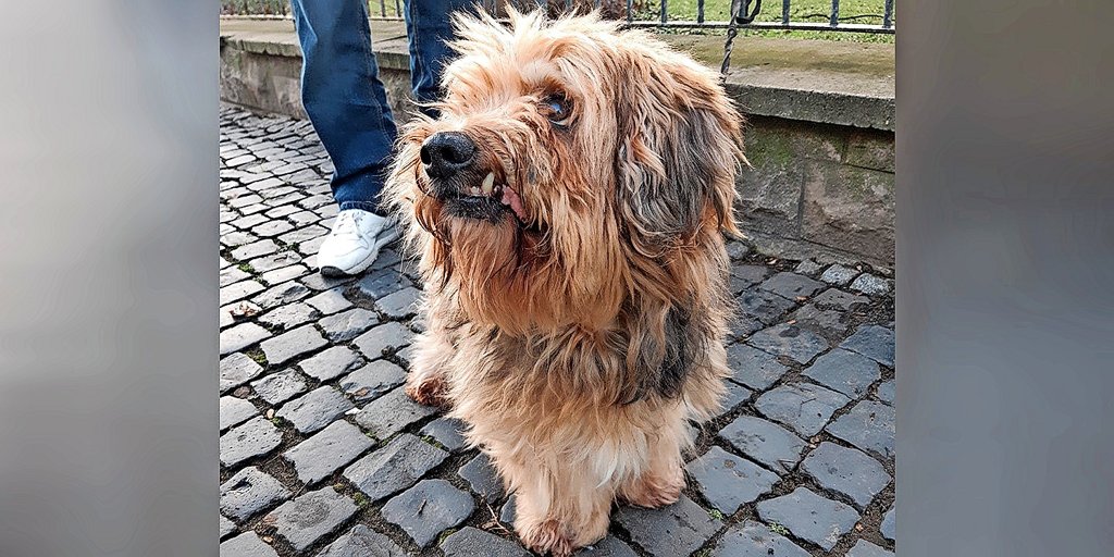 An Zaun in Hildesheim angebunden Wem gehört dieser Hund? Hildesheimer Allgemeine An Zaun in Hildesheim angebunden Wem gehört dieser Hund? Hildesheimer Allgemeine