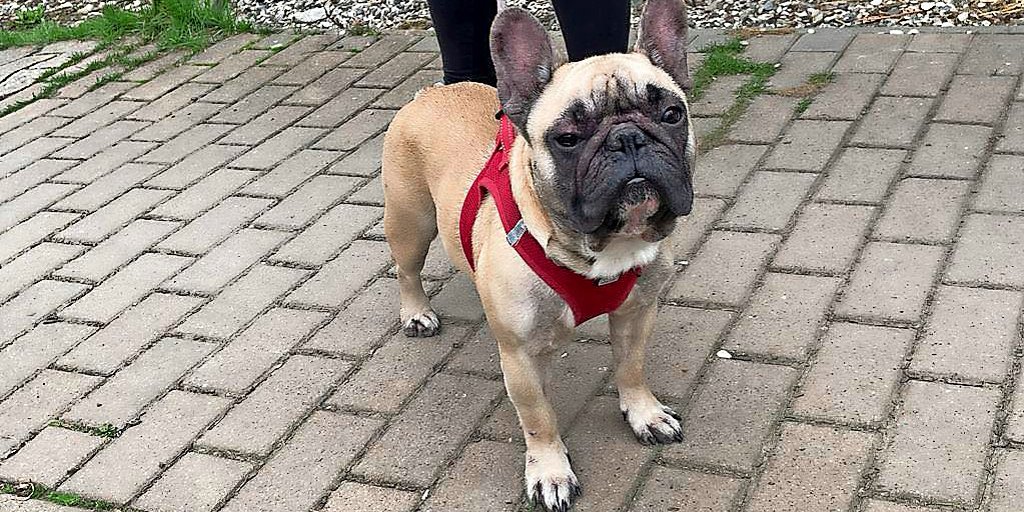 Hildesheim Kranke Bulldogge beim Tierheim ausgesetzt