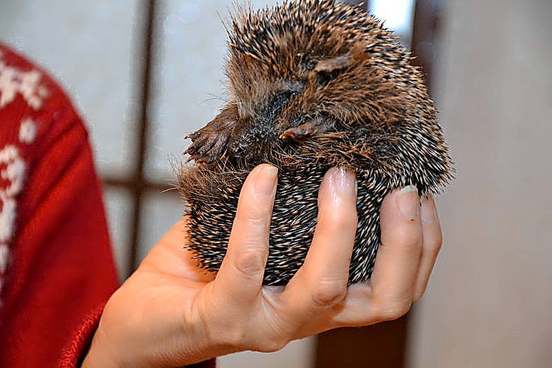 Hilferuf für Igel: Viele Tiere verhungern in Hildesheimer Gärten schon im ...