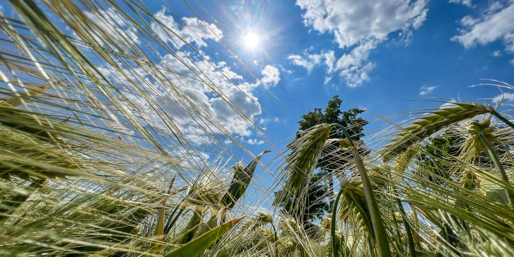 Regen Zur Erntezeit Das Sollten Sie Über Die Ernte Krise Im Osnabrücker Land Wissen - uz49igi