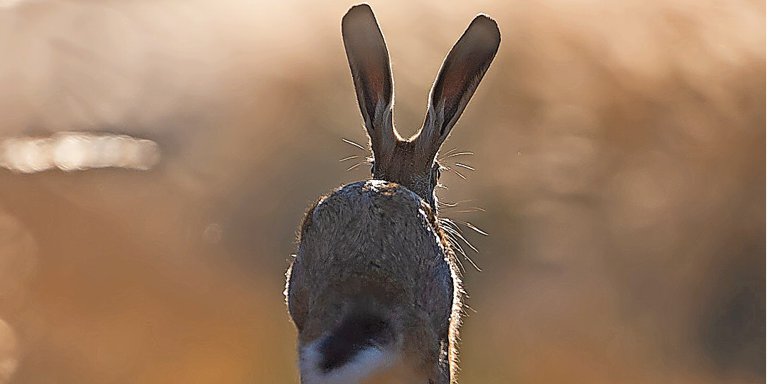 Hingucker: Auf dem Sprung