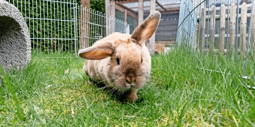 Tote Kaninchen: Ursache des Sterbens entdeckt - Hildesheimer Allgemeine