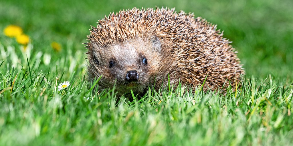 Igel sind echte Stadtbewohner geworden – umso mehr brauchen viele jetzt ...