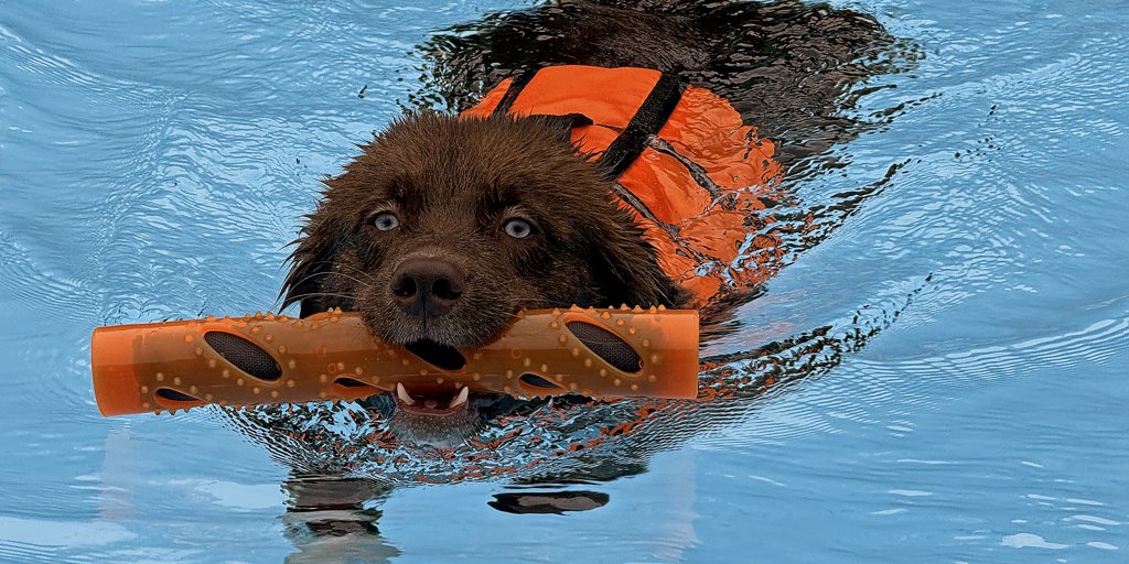 Gimli stürzt sich ins Wasser und Pepper lässt sich mit Leckerlis locken – ...