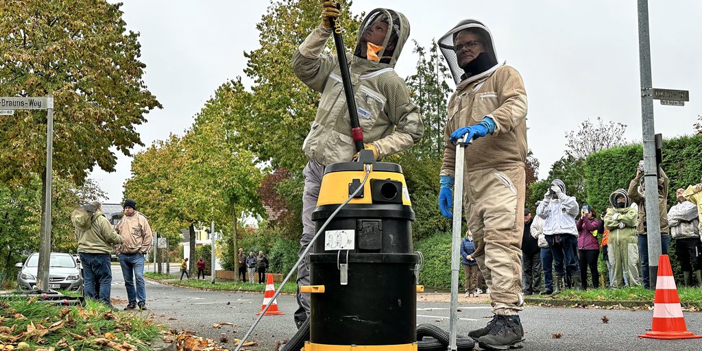 Beekeepers remove an Asian hornet nest in Itzum - | for the first time in ...