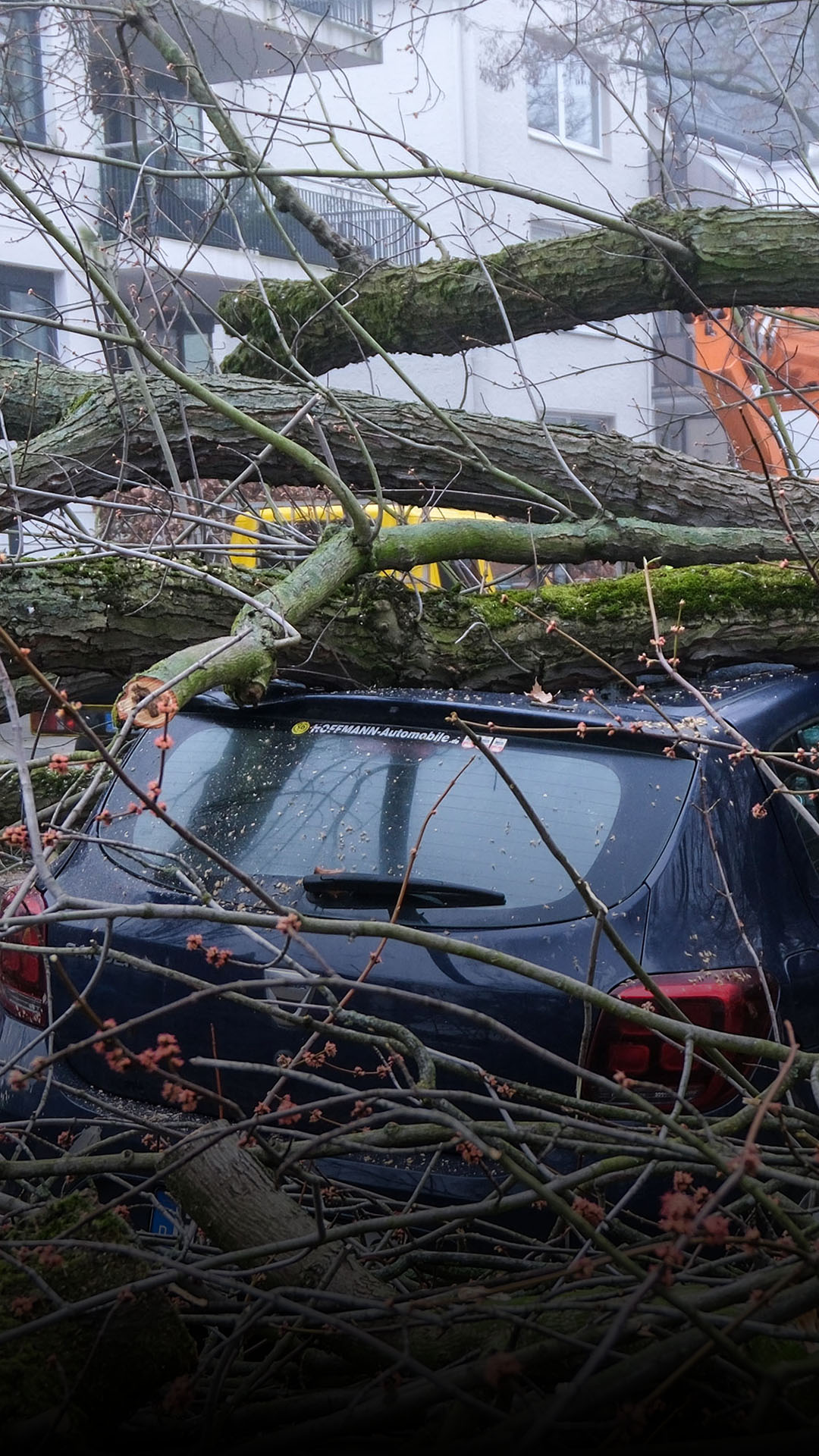 100 Jahre alter Baum kippt in der Sedanstraße um