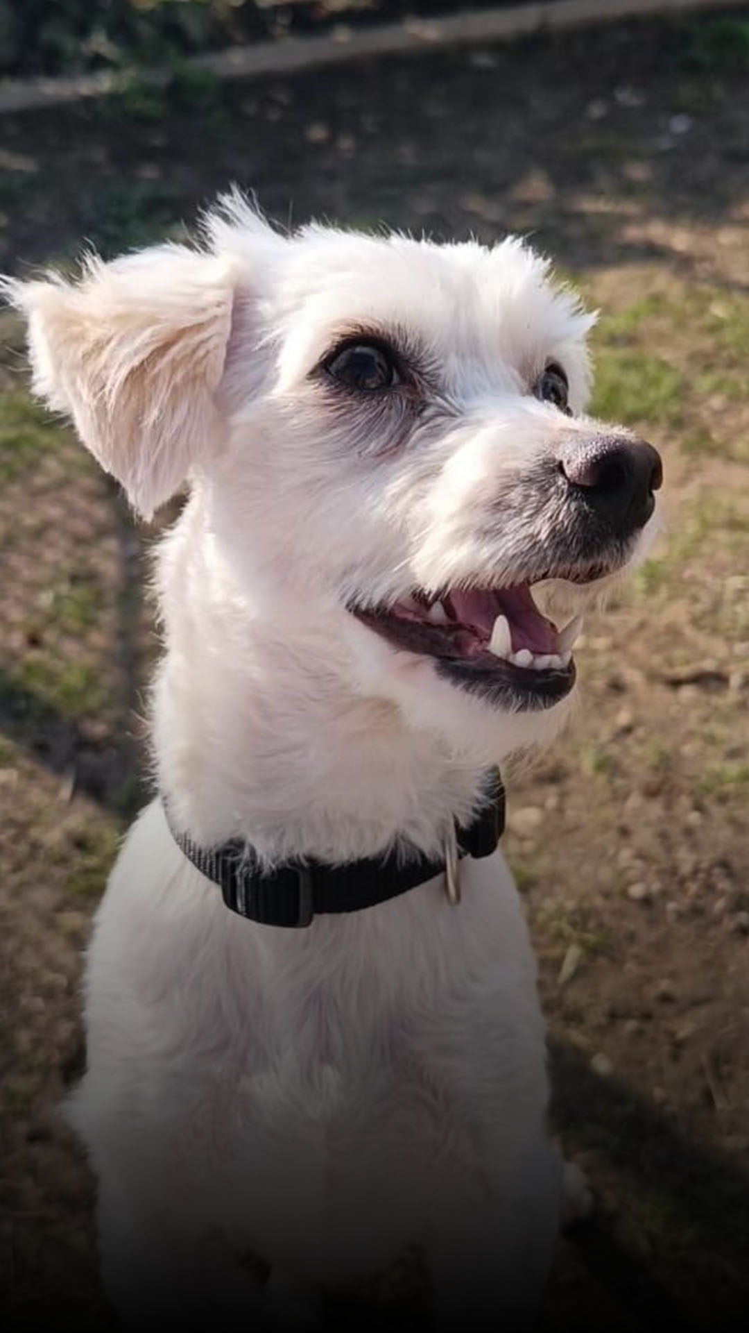 Fundhund Fussel lernt schnell und zieht bald zu seiner neuen Familie