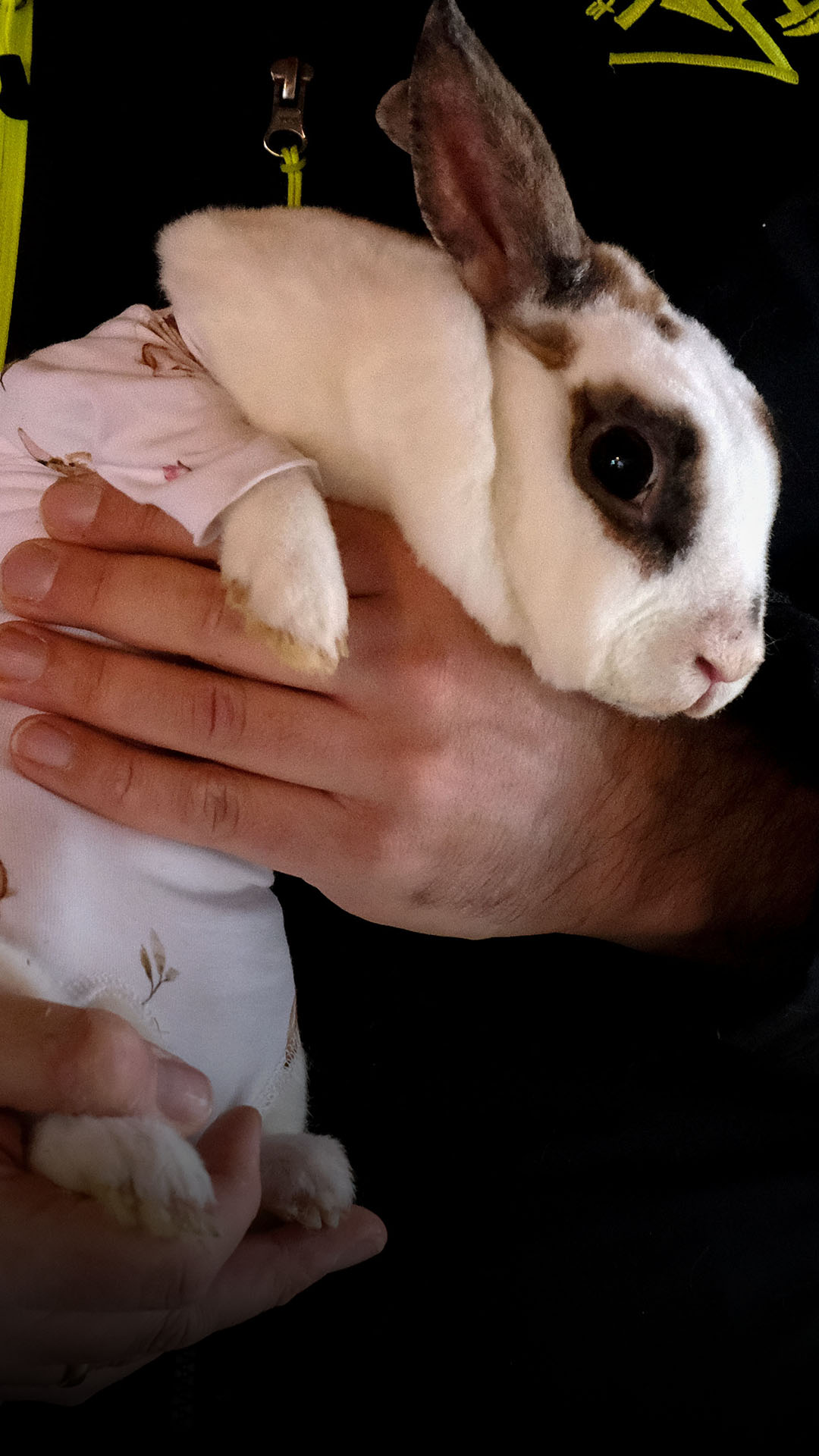 Bodys für Kaninchen in ganz Deutschland