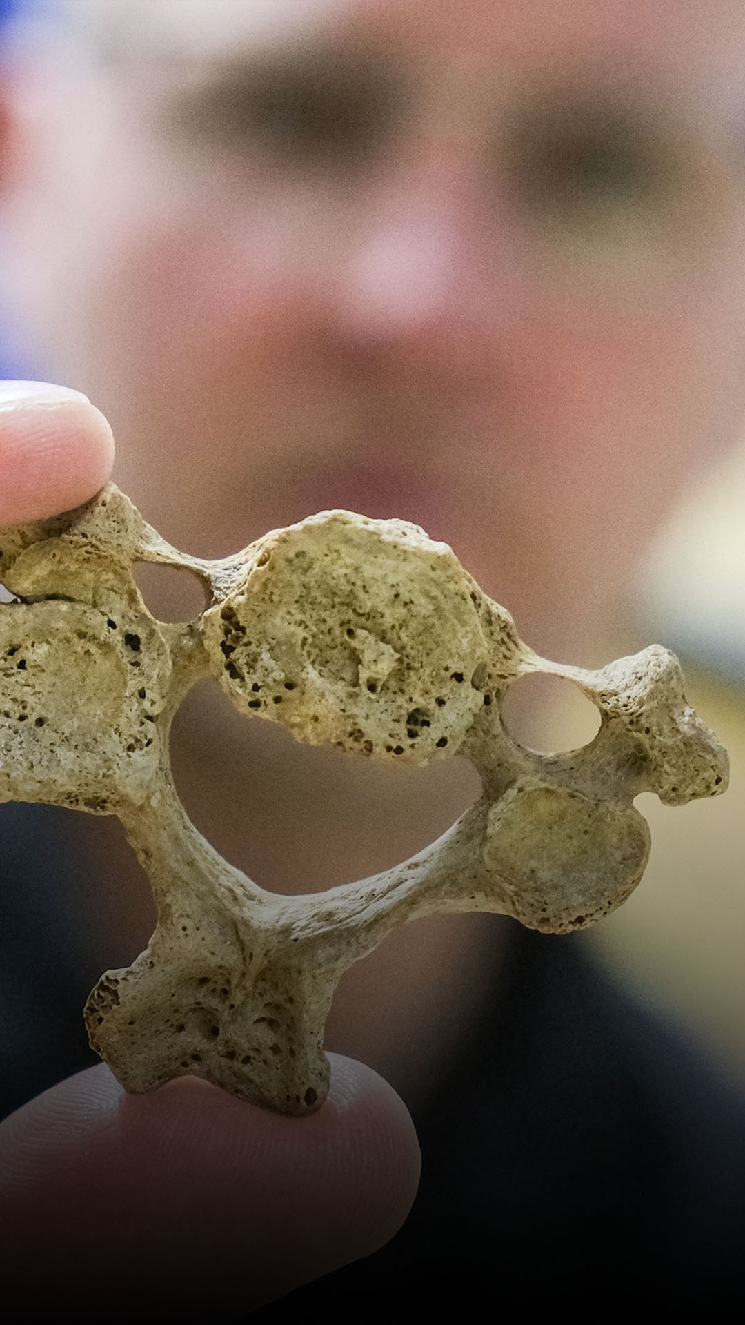 Einblicke in den Skelett-Keller der Uni Hildesheim