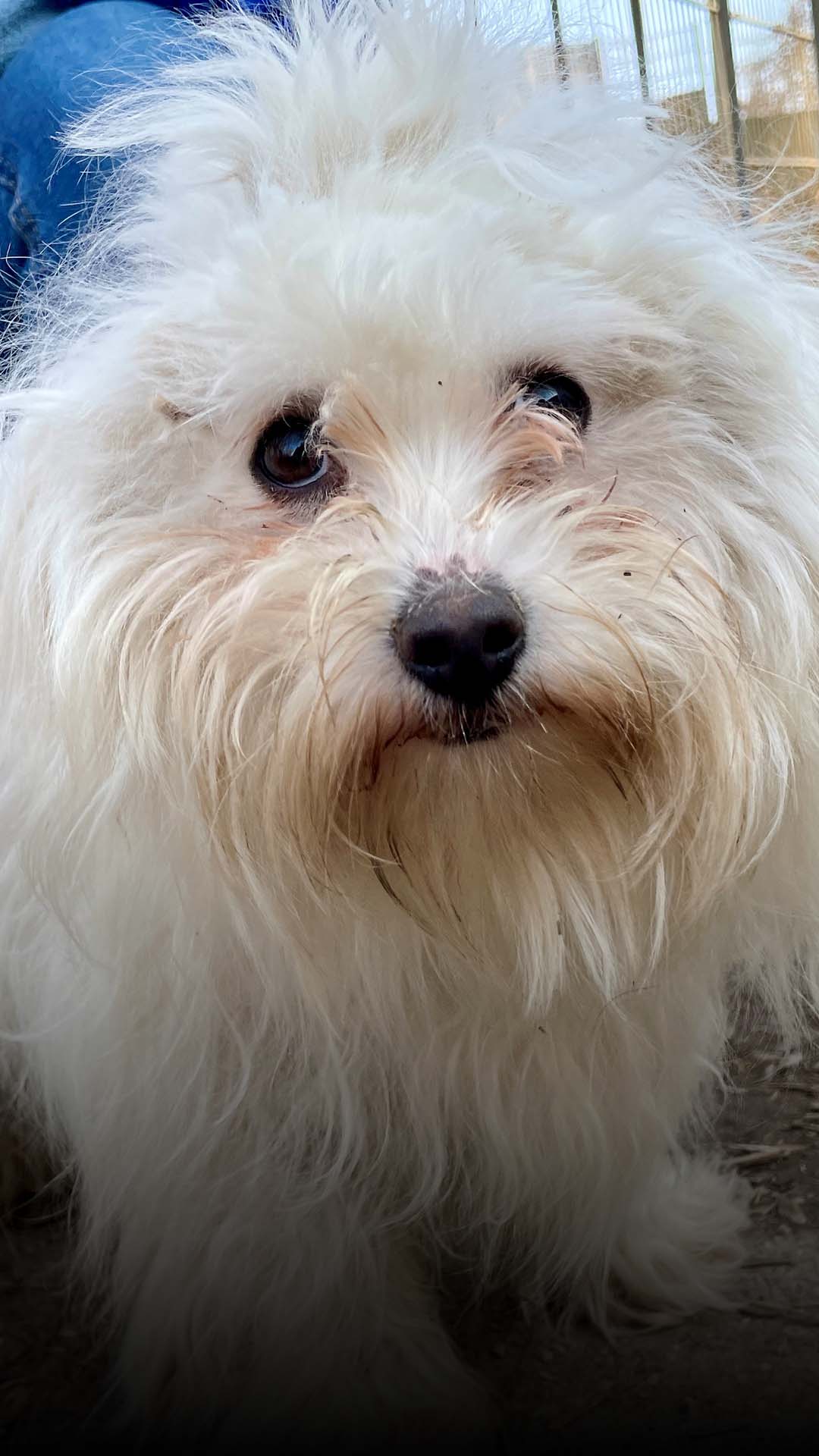 Malteser-Mischling in Hildesheim ausgesetzt