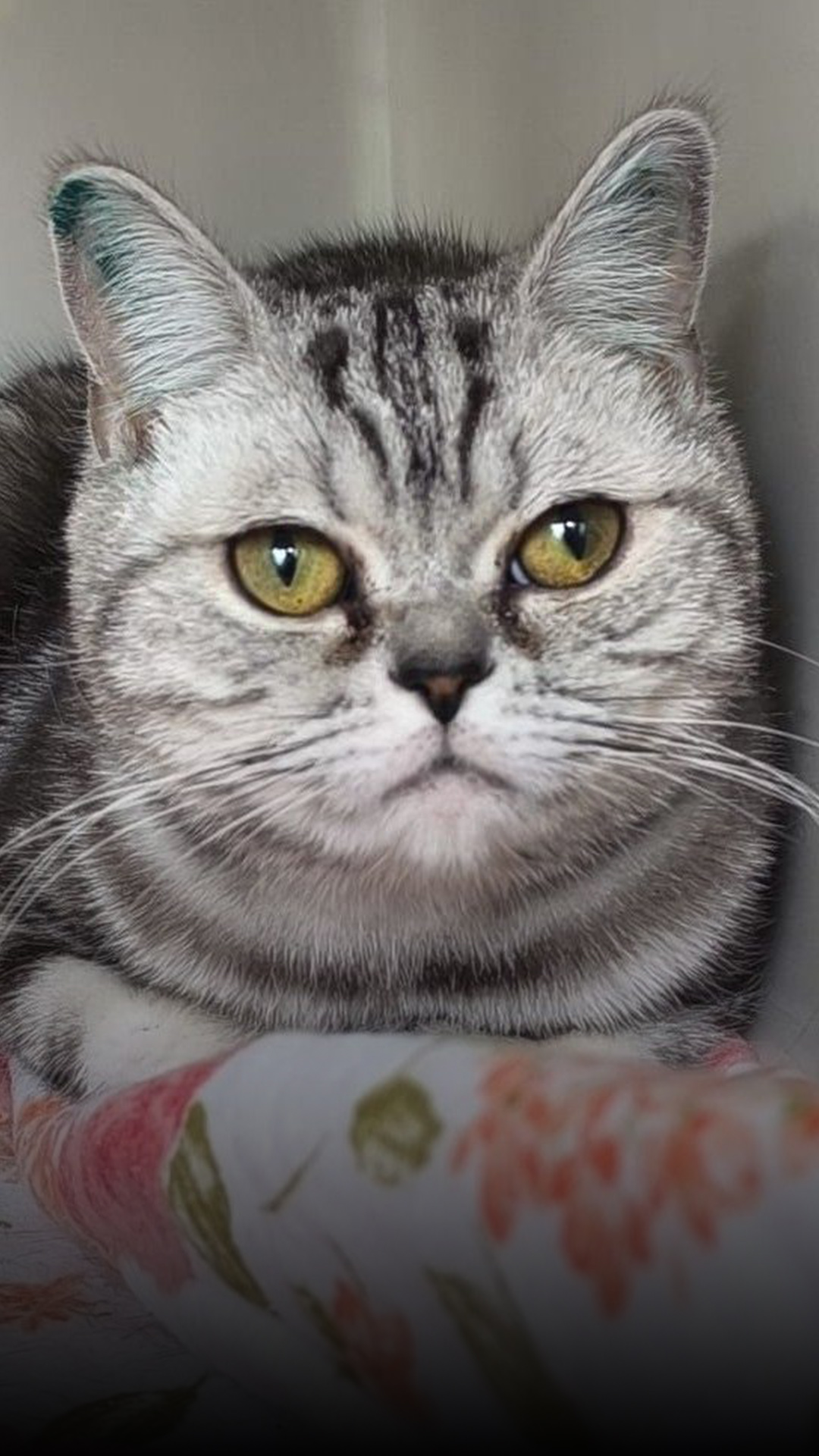 Tierheim-Katze Miley sucht ein neues Zuhause
