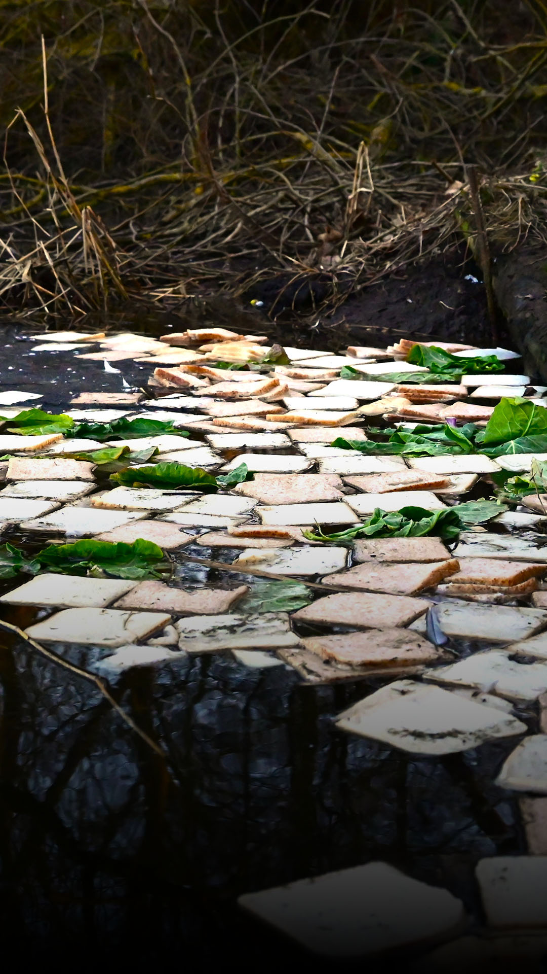 Alte Lebensmittel im Hildesheimer Piratensee abgeladen