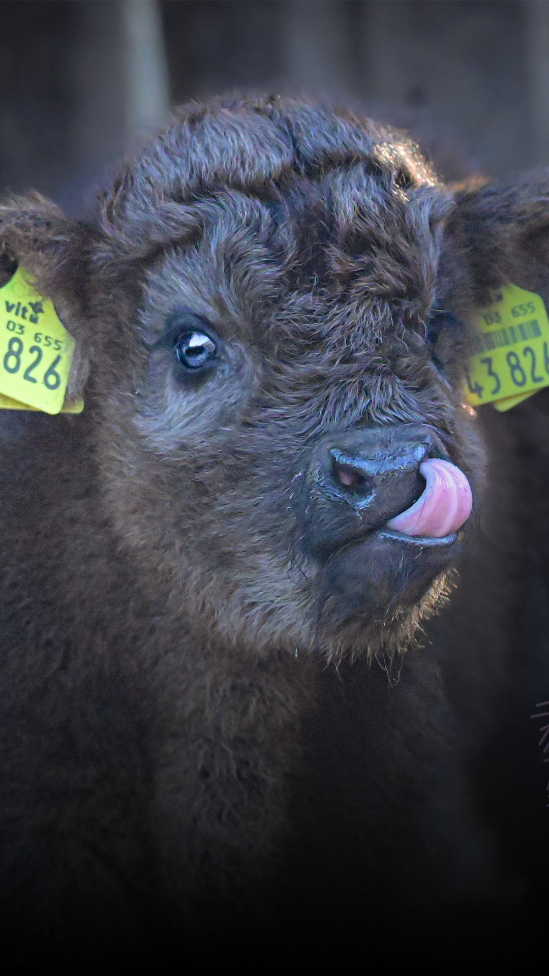 Flauschiger Nachwuchs im Wildgatter: Kim ist da!
