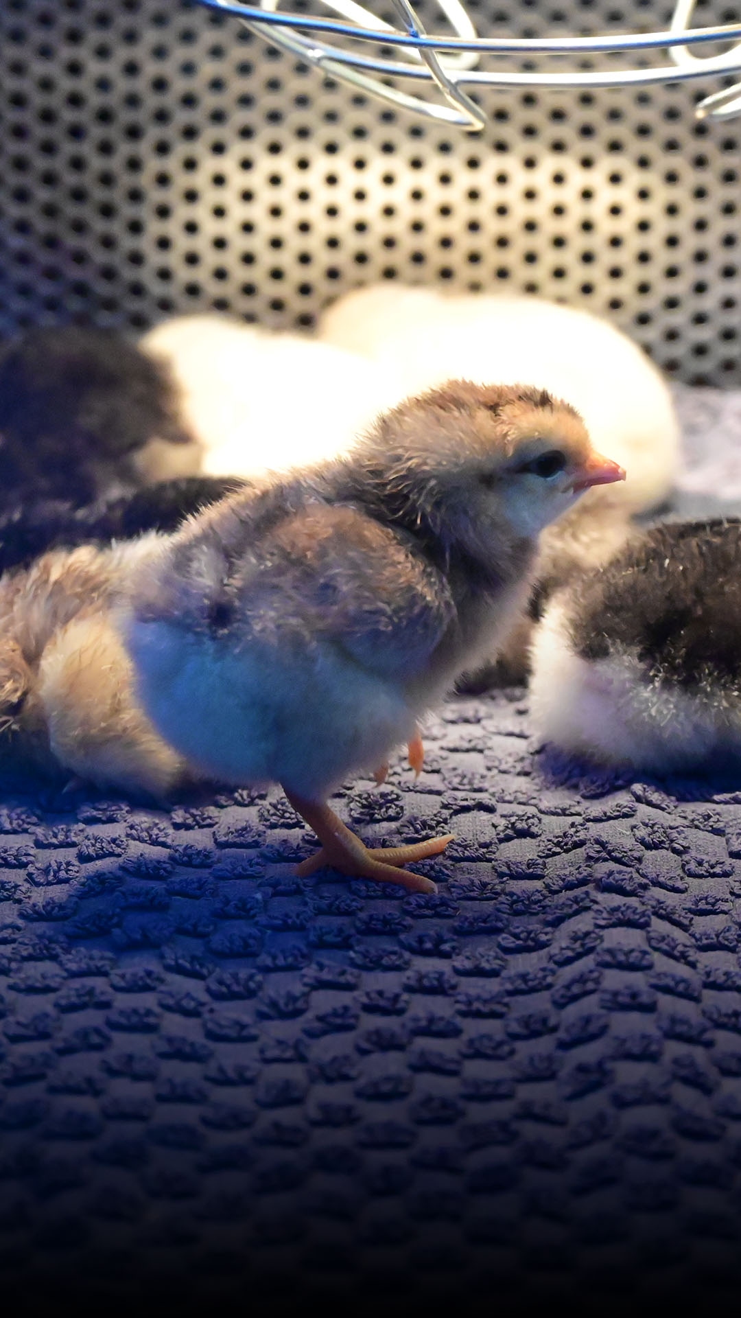 Küken schlüpfen im Hildesheimer Wildgatter