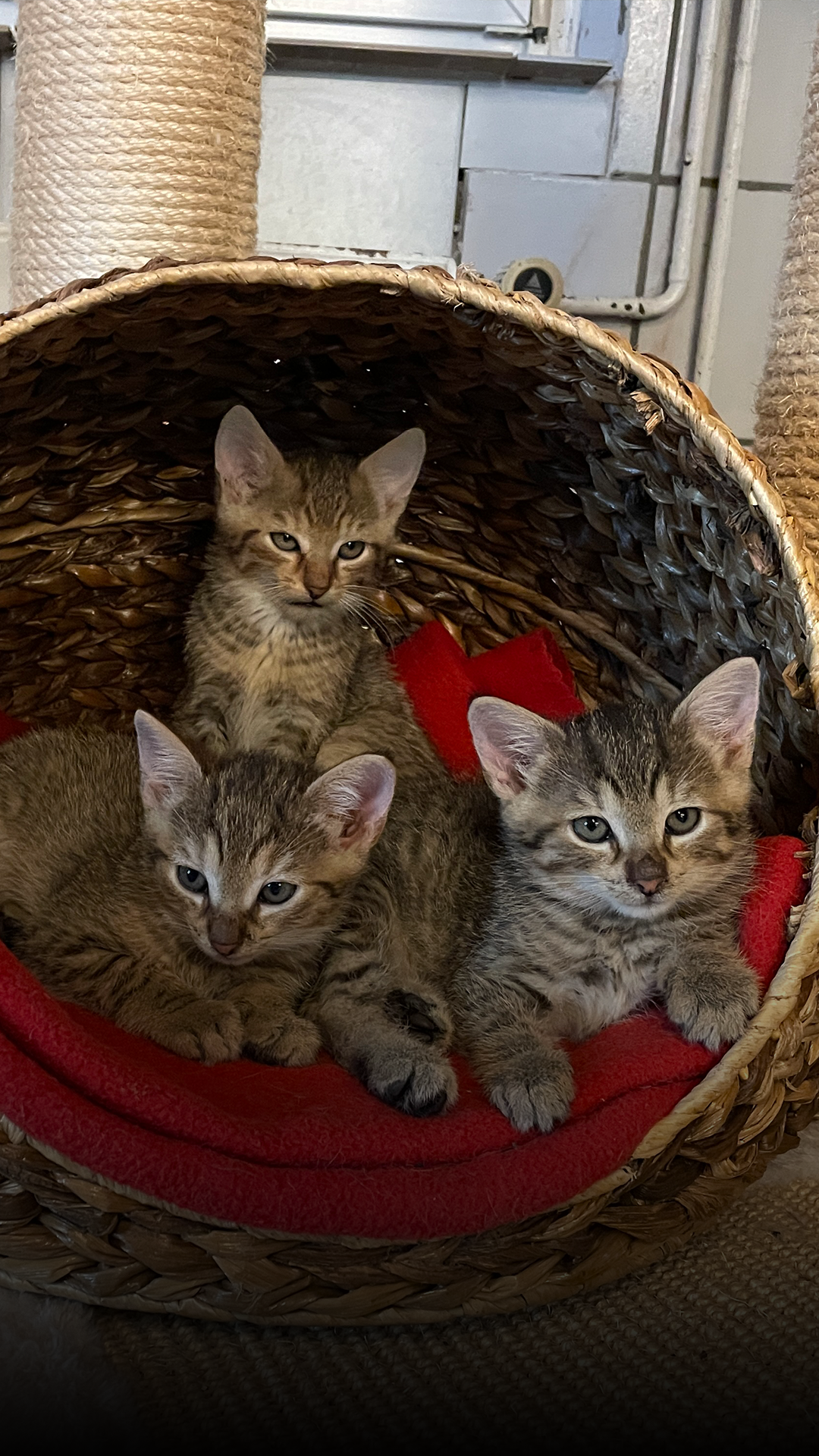 Oft kein Happy-End: Wilde Katzen im Tierheim